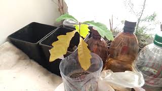 Дуб из желудя - эксперимент с посадкой осенью