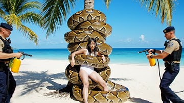 rescue animal: Border Collie Saves Owner from Giant Anaconda in Daring Beach Rescue