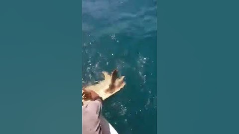Ο Ναυπάκτιος ηθοποιός Γιάννης Ζαραφωνίτης έσωσε θαλάσσια χελώνα καρέτα καρέτα.