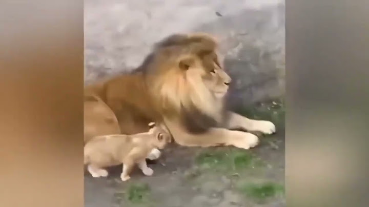 Estos Animales Hilarantes Te Levantarán El Ánimo Por Completo 😂