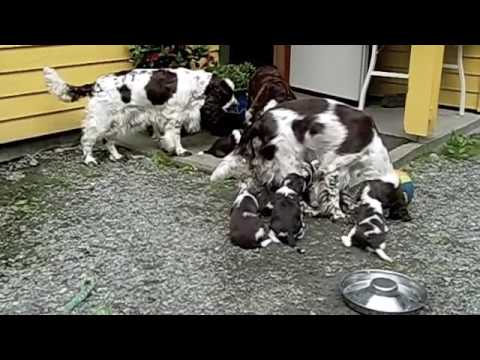 Kennel Merjano D Litter Engelsk Springer Spaniel Puppies At 26 Litter Engelsk Springer Spaniel Puppies