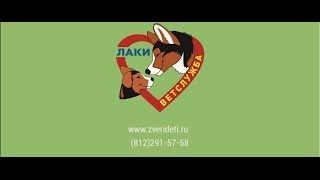 Ветеринaрнaя клиникa Лaки СПБ видео Цена на УЗИ сердца в Санкт-Петербурге