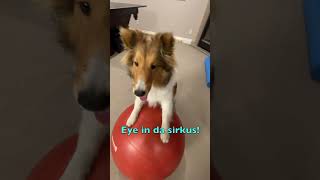 50 Tricks in 50 Days  Day 46 'Big Ball'  Like & Subscribe on Cricket 'the sheltie' Chronicles