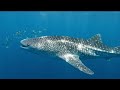 Gentle Giant of the Ocean 🐋✨ Whale Shark Gliding in Blue
