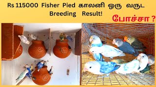 Fisher Pied One Year Breeding Result Explained | Fisher Pied காலனி ஒரு வருட Breeding Result !