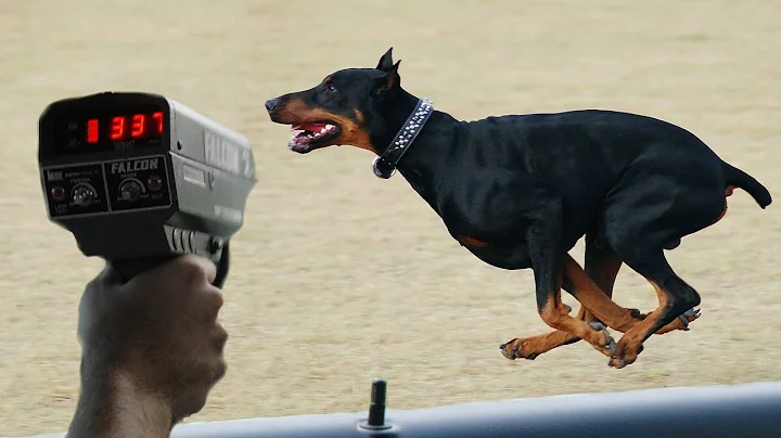 The 10 Fastest Dog Breeds Ever