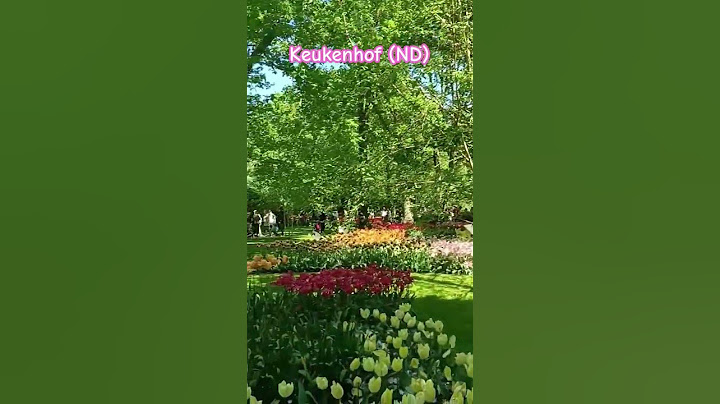 Keukenhof #niderland #keukenhof #park #flowerpark #flowergarden #flowers #tulips #nature #plants