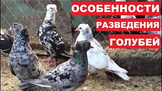 картинка: Скрещивание голубей под местные условия
