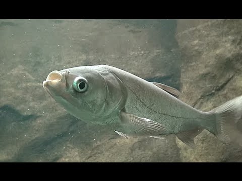 ハクレン　Silver carp　　Hypophthalmichthys molitrix