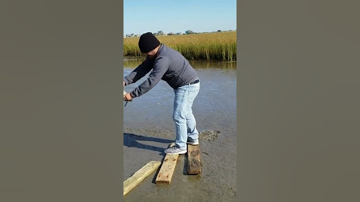 Man Rescues Sea Turtle Stuck in Mud
