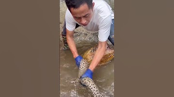 Bắt cá khổng lồ, bạch tuộc siêu bự khi tát nước ngoài biển| Review bắt hải sản #shorts #sanbathaisan