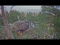 Estonian WTEs ~ Both eagles returned, mating, 2016-03-04, 17:30