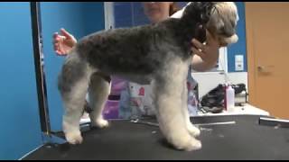 Aprende a Cortar el Pelo a tu Perro | Peluquería Canina