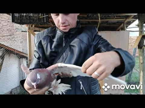 Videó: Mit esznek a galambok?