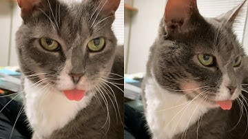BLEP compilation! Cute and funny cats with blep tongue!