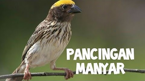 Thumbnail of suara pancingan manyar biar cepat bunyi