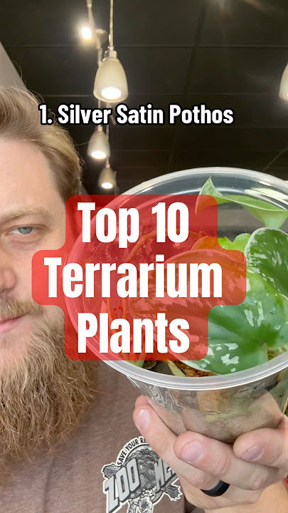 Top 10 Terrarium Plants for Reptiles #bioactive #terrarium #plantedtank #reptiles #plants