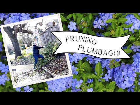 Video: Do you deadhead plumbago?