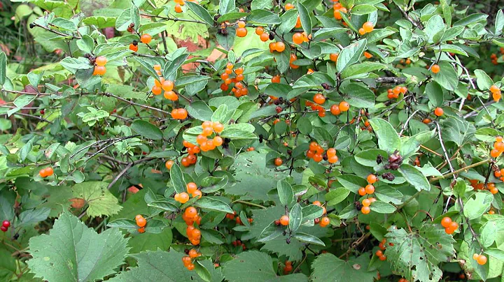 Exotic Honeysuckle Identification