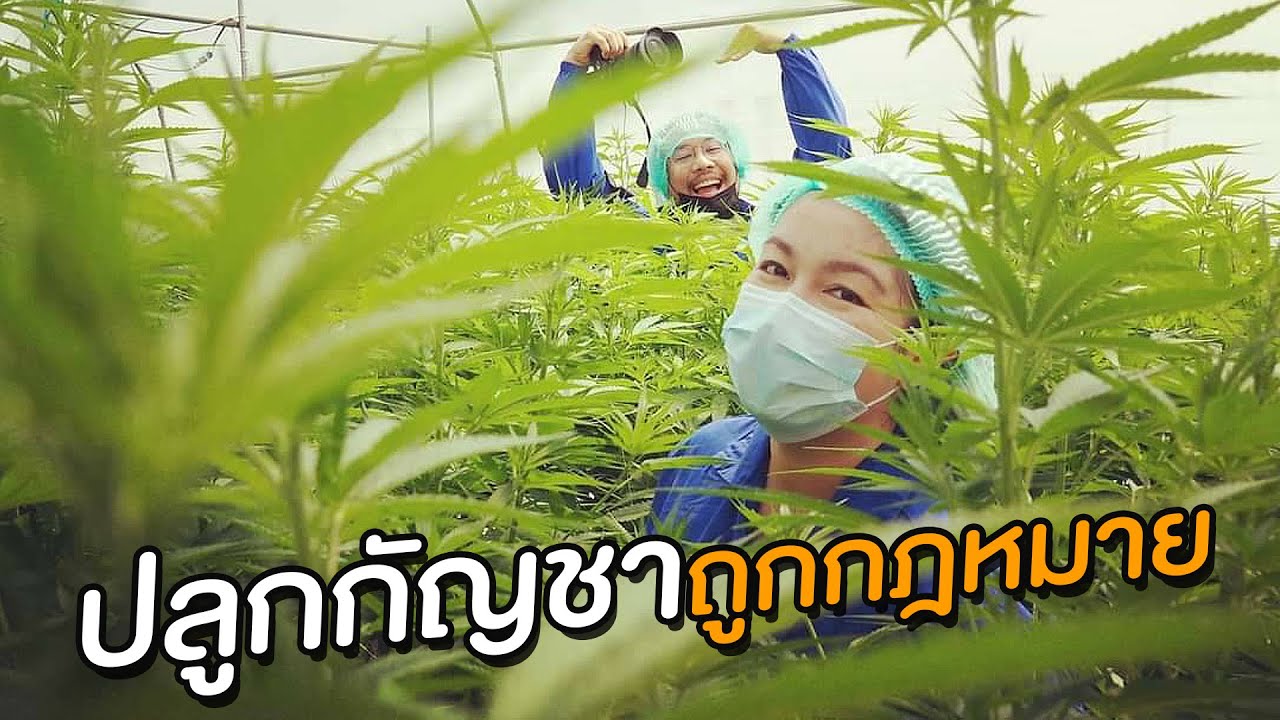 กัญชาเป็นพันต้น! ปลูกยังไงให้ถูกกฎหมาย? I กู๊ดเดย์ โคราช I Thai Cannabis Farm