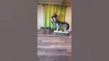 Wolf vs Coyote Size Difference