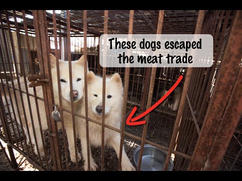 From Cage to Couch: Dogs Rescued from a Korean Meat Farm Video
