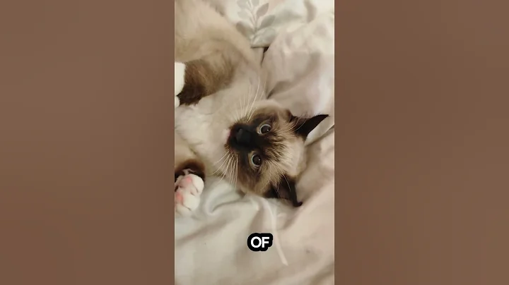 Video 11863771: lion, cute cat