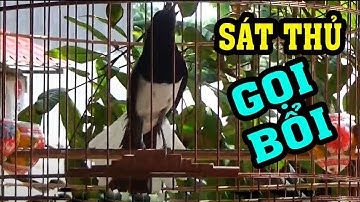 Huýt - Chẹp - Chẹp || Siêu kích chim bổi về đấu || S.á.t thủ Gọi chim Bổi