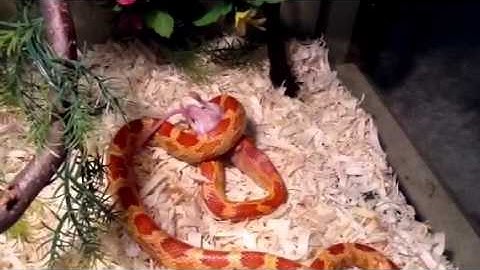 Amel Corn Snake Eating A Mouse Part 2