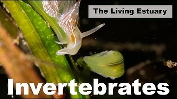 The Living Estuary: Benthic Invertebrates