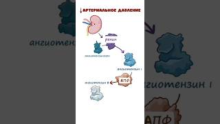 РААС ренин-ангиотензин-альдостероновая система (физиология, механизм, артериальное давление)