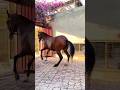 horsepower #song #unfrezzmyaccount #ff