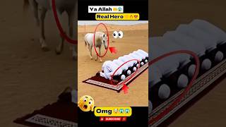 MashAllah 💪🥰🕋 Respect. #allah #Masmediainfo #shorts #status #short #respect