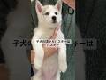 子犬の頃からハスキーはハスキー #shorts