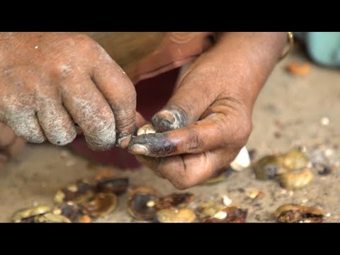 Vidéo: Récolte des noix de cajou - Comment et quand cueillir les noix de cajou