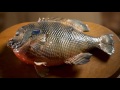 Missouri Record Fish Stories - Bluegill