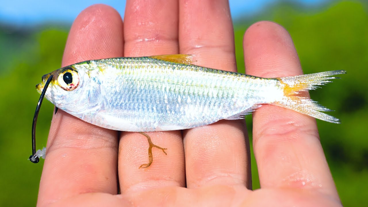 Fishing with Live Pilchards to Catch Fish at Low Tide 