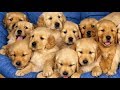 Best Funny and Cute Puppy Videos Compilation 2017 -Cute Overload