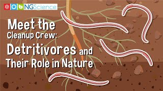 Meet the Cleanup Crew: Detritivores and Their Role in Nature