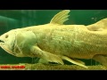 Latimeria - marcell catch - latimeria coelacanth fish