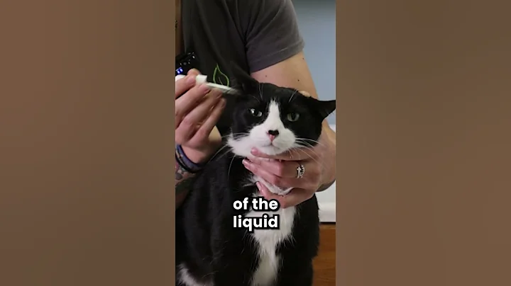 How to Clean Your Cat's Ears