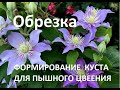 Как  обрезать клематисы 1, 2 и 3 группы. Формируем куст, чтобы цветение было обильным и долгим..