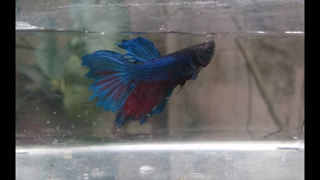 Betta Fish Comb Tail - YouTube