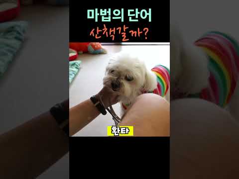 마법의 단어 산책갈까?