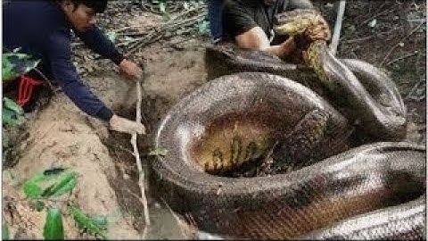Amazing Snake Trap using Deep Hole How to Catch Catching Giant Python Snake Using Deep hol -2017