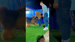 Tibetan mastiff puppy  #viral. #shorts #cutedog #cuteanimals