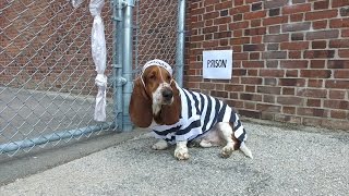 basset cops and robbers!