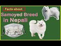 Samoyed Breed in Nepal || Facts about Samoyed dog breed || Samoyed बारे जन्नुहोस केहि कुराहरु ||
