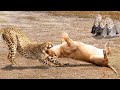 Cheetah Vs Lion Real Fight - The God can't help Mother Cheetah save Her Cubs escape Power of Lion