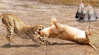 Cheetah Vs Lion Real Fight - The God can&#39;t help Mother Cheetah save Her Cubs escape Power of Lion